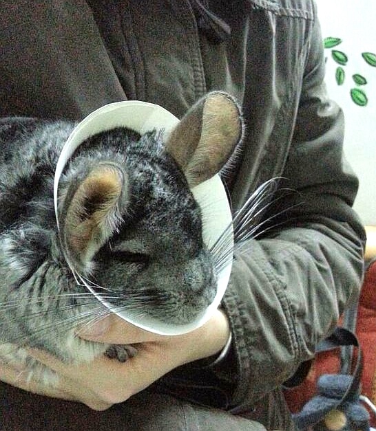 龙猫做完绝育手术还有功能吗 (龙猫可以绝育吗)