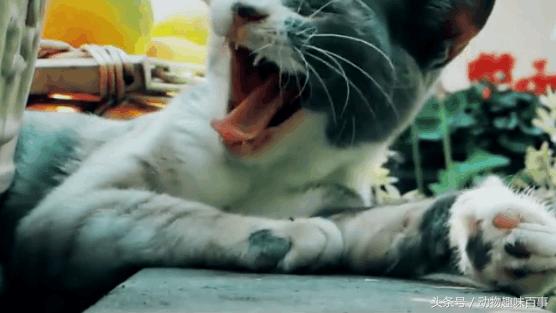 你见过猫咪喝水吗,猫咪是怎么出汗的