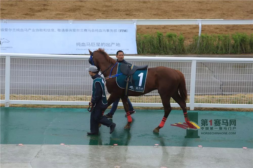 「现场」玉龙今日开锣赛，各路诸侯鏖战百万奖金！马主李勇夺最高奖金，“吉祥如意”马主王福军首战载誉归——1赛马网