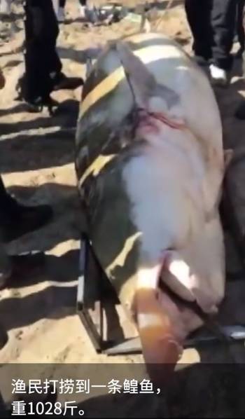 黑龙江渔民打上1028斤大鳇鱼,黑龙江天价鳇鱼
