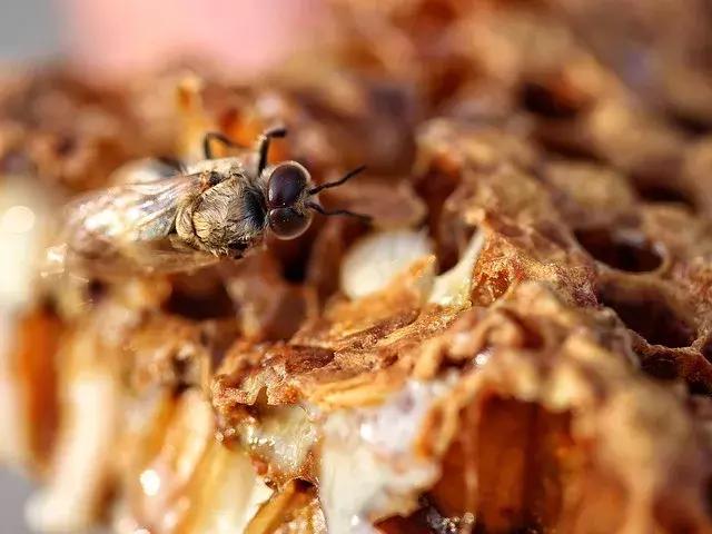 蜂产品十大品牌排名,中国蜂产品十大品牌