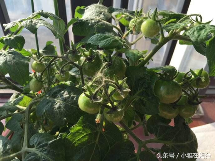 10种阳台菜种植方法,8个阳台种菜的小诀窍