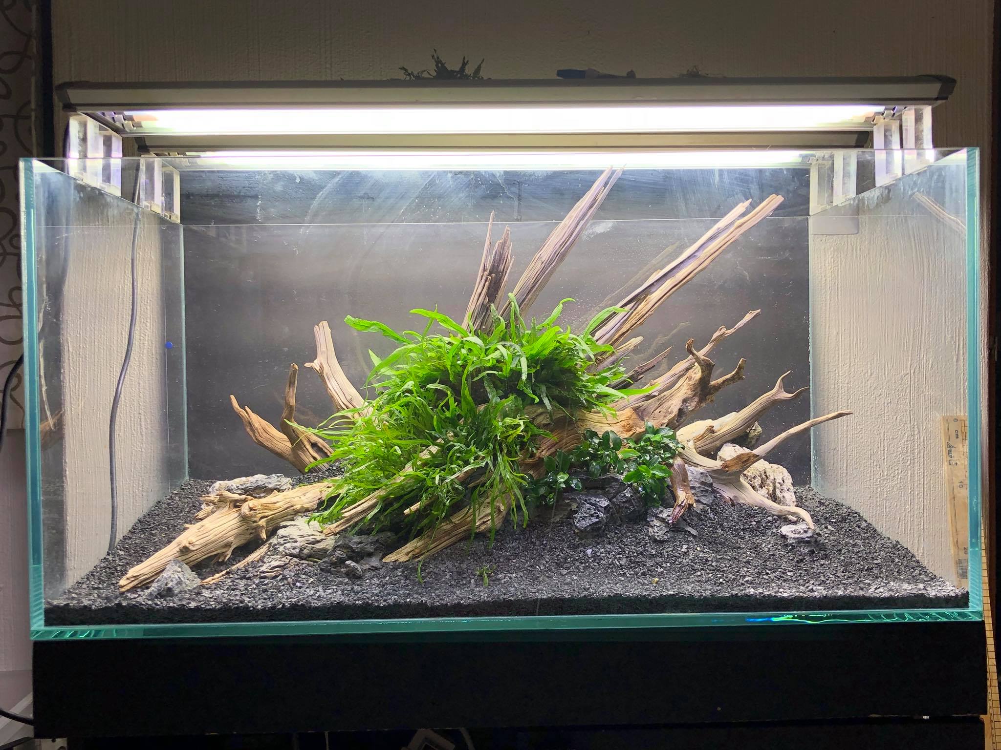 草缸的水草怎么搭配,新手草缸如何搭配水草