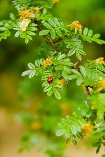 520绿幕素材我对你不仅仅是喜欢,520不仅仅代表爱情