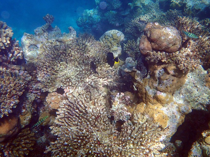 马代有毒，去过就停不下来~马尔代夫奥臻岛ozen