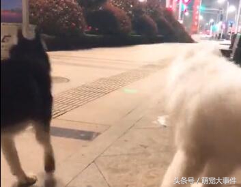 哈士奇和萨摩耶的日常打架,哈士奇和萨摩耶见面