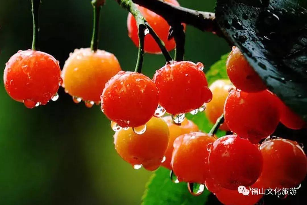 2020年烟台大棚樱桃采摘,最美樱桃季烟台露天大樱桃采摘啦