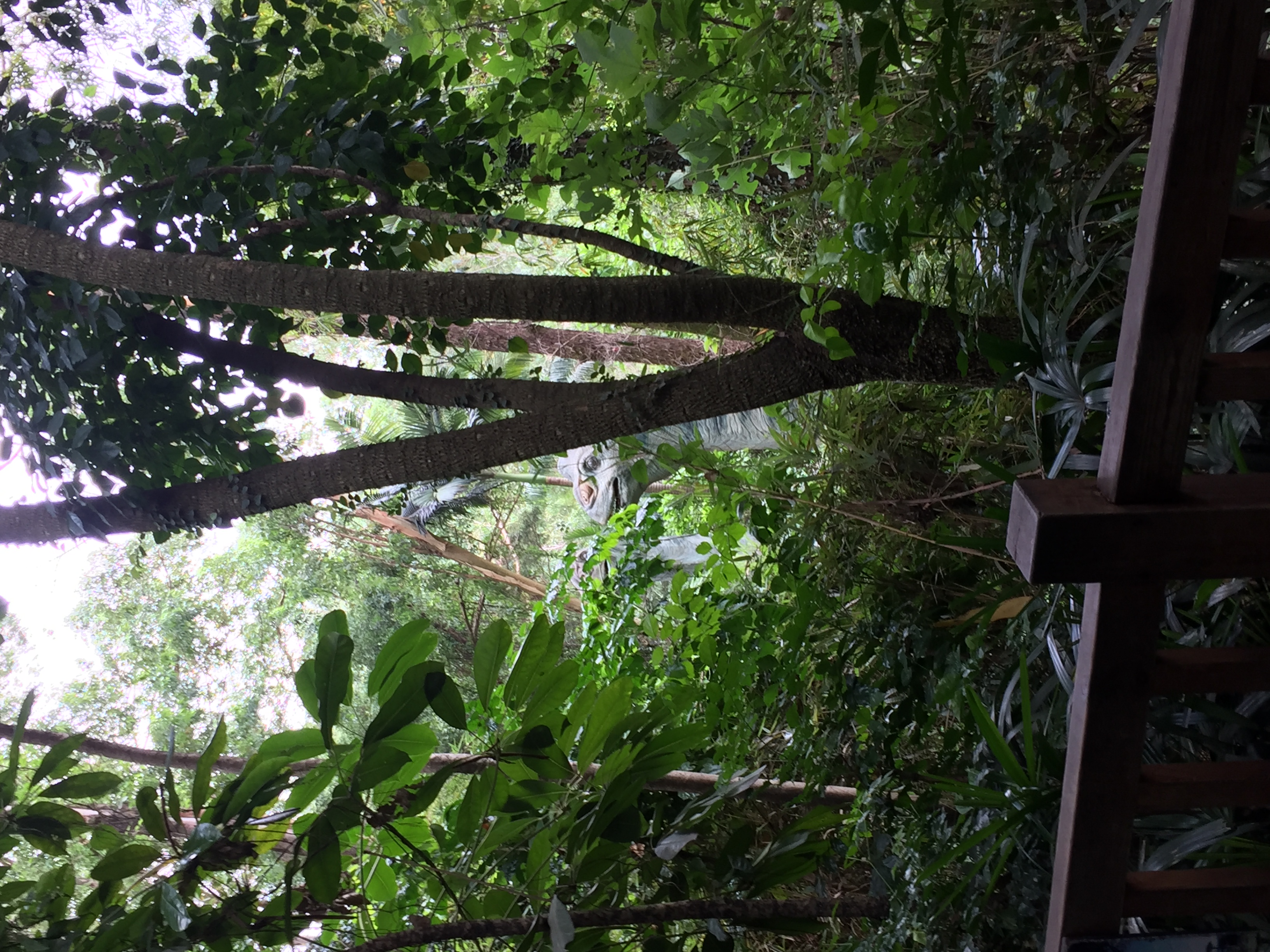 广州长隆游乐园明信片怎么写,广州长隆游记300字