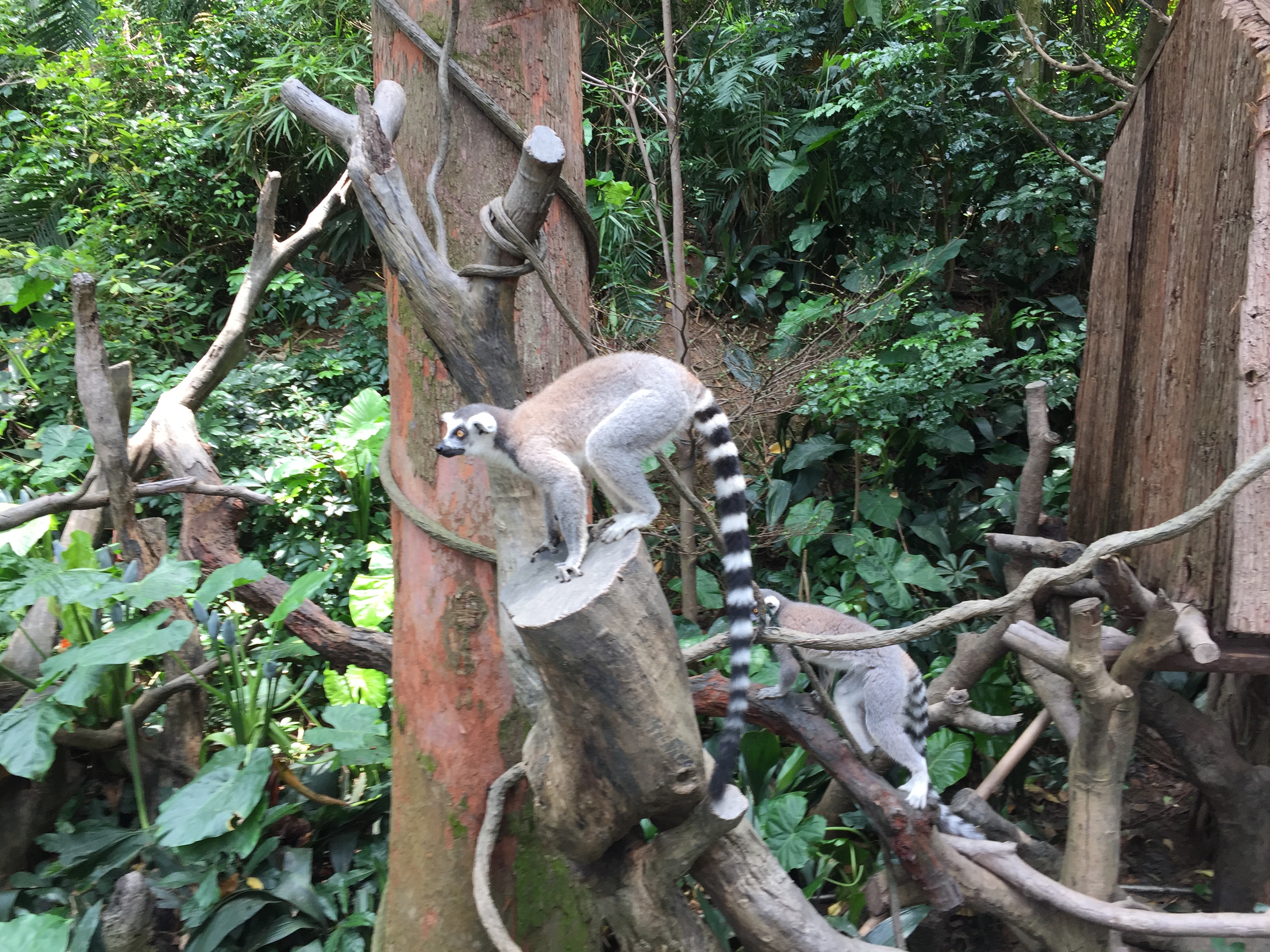 广州长隆游乐园明信片怎么写,广州长隆游记300字