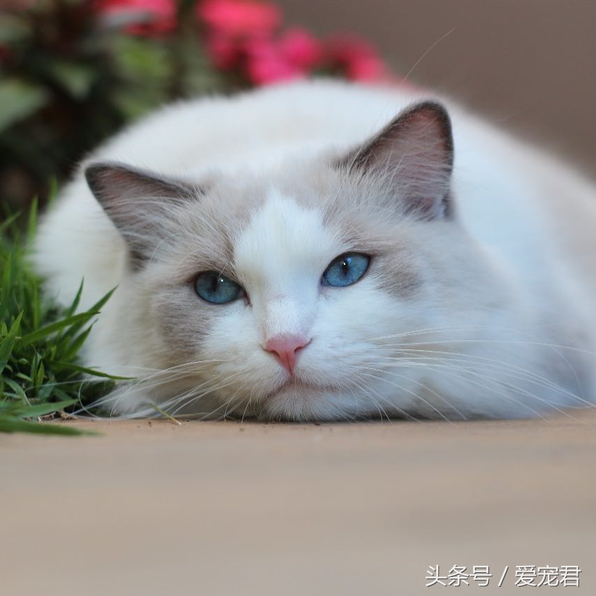猫咪指甲挠人怎么办,一定要定期修剪猫咪的指甲