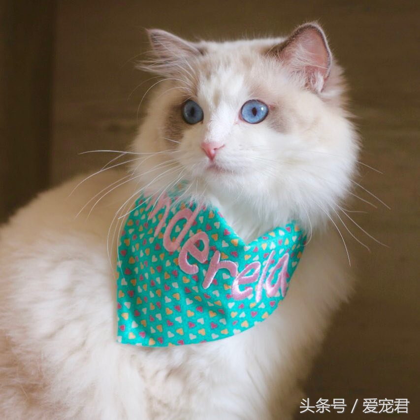 猫咪指甲挠人怎么办,一定要定期修剪猫咪的指甲