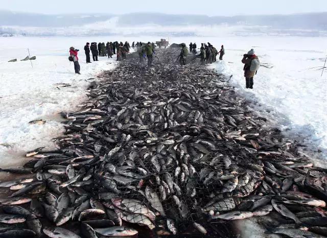 中国黑龙江的鳇鱼,探秘黑龙江鳇鱼