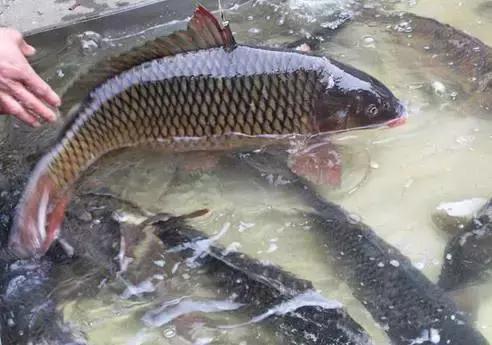 鲟鳇鱼黑龙江纯野生,黑龙江原来最大的鱼鳇鱼