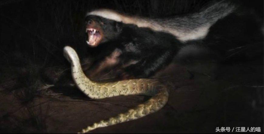 动物界的平头哥到底有多厉害,动物界的平头哥战斗