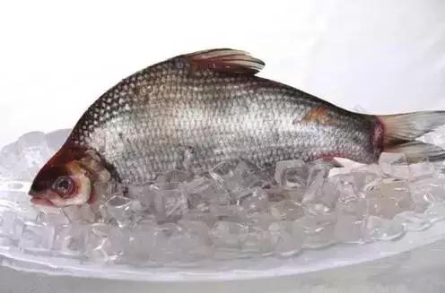 黑龙江省的鳇鱼,中国黑龙江的鳇鱼