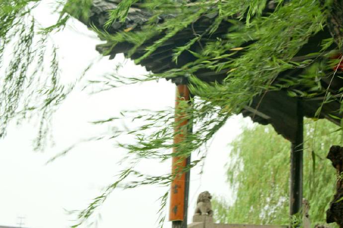 描写杨柳的诗句有哪些六年级下册,描写杨柳景色的优美句子