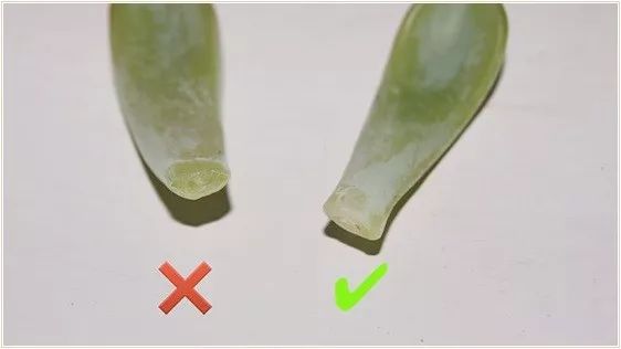 多肉徒长的原因和解决方法,多肉徒长的原因及处理方法