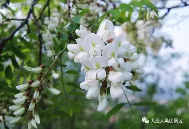 大连周边最佳赏槐地美的让人窒息