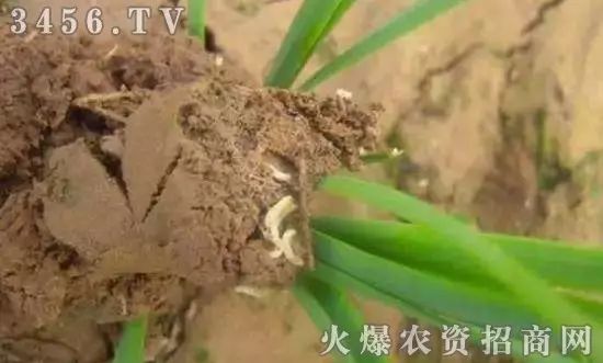 地下害虫的主要防治措施是什么,地下害虫和地面害虫怎样防治