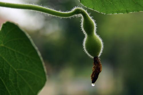 怎么简单在阳台上种葫芦,阳台种小葫芦不长葫芦怎么办