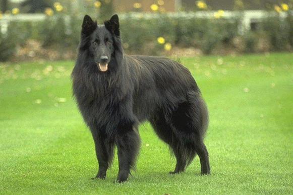 宠物店加盟条件大全,加盟宠物店