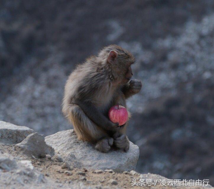 行，为寻三生三世桃花，却爱上了*藏西**的那抹蓝