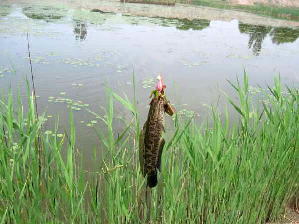 废弃鱼塘黑鱼泛滥,农村野塘里面的黑鱼