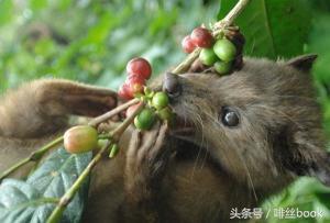 世界上最贵的咖啡猫屎咖啡,猫屎咖啡是最贵的咖啡吗