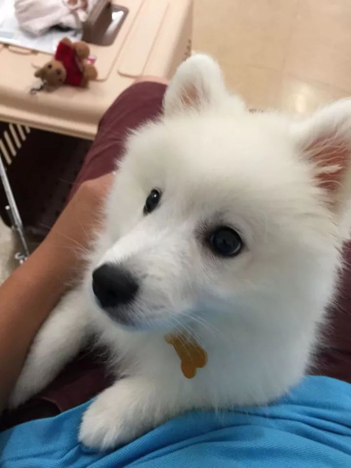 银狐犬讨人喜欢为啥养的人却不多,银狐犬为什么很少人养