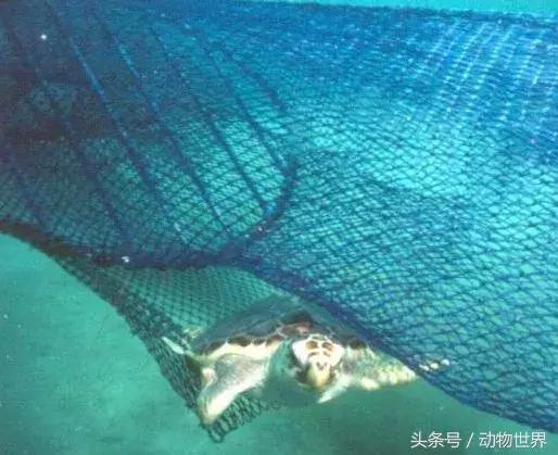 世界海龟日古老的爬行动物,世界海龟日它们奔赴星辰大海