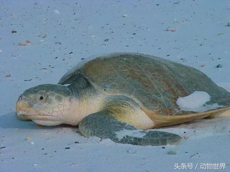 世界海龟日古老的爬行动物,世界海龟日它们奔赴星辰大海