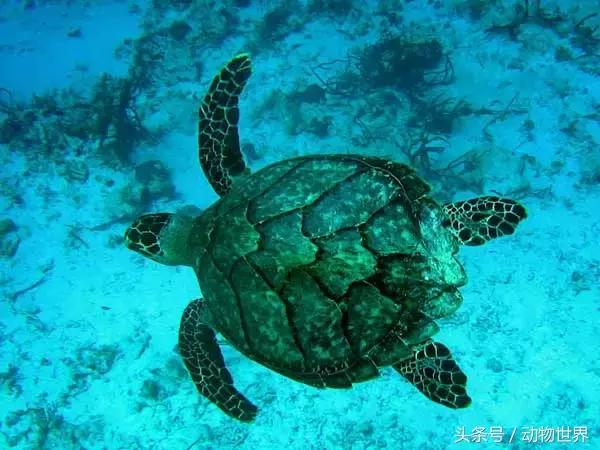 世界海龟日古老的爬行动物,世界海龟日它们奔赴星辰大海