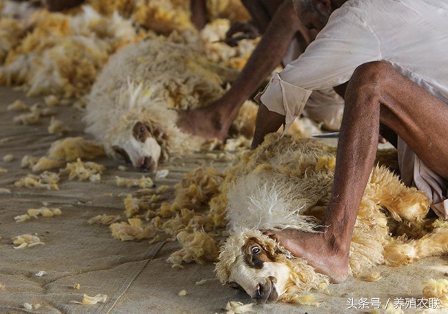 给绵羊剪毛的正确方法,绵羊剪毛视频教程全集