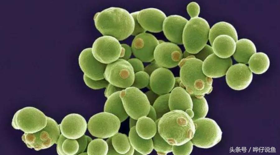 养观赏鱼em菌有必要吗,鱼缸养鱼em菌的正确使用方法