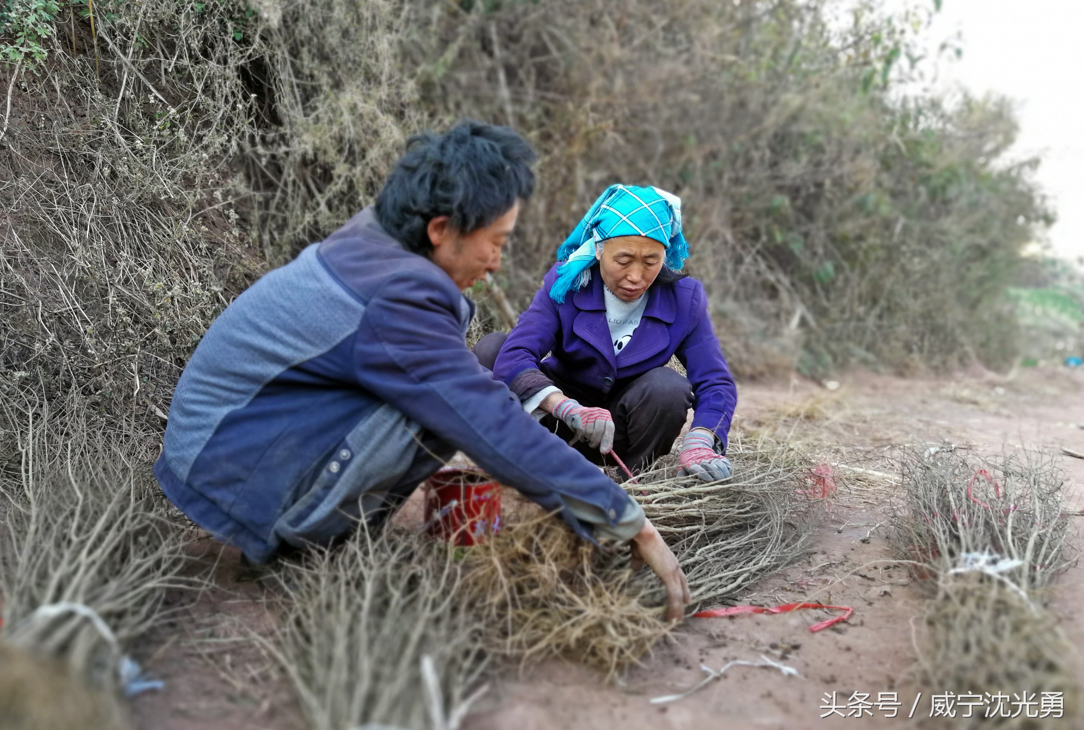 会理青皮软籽石榴种植技术,软籽石榴种植致富案例