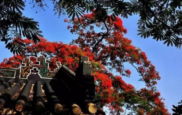 南国有嘉木的下一句是什么,南国有嘉木出处