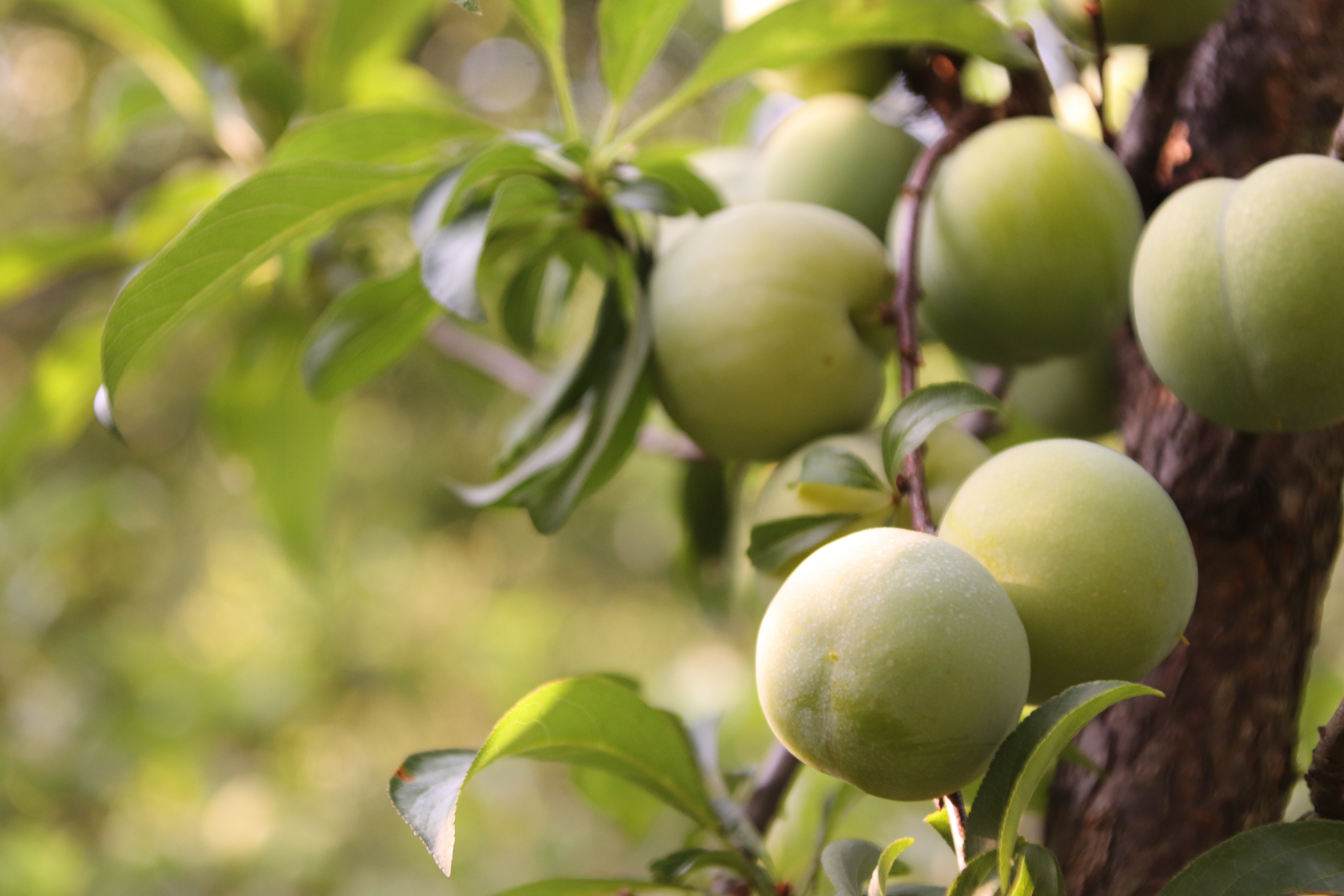 贵州盛产李子的地方,去贵州旅游吃到的李子