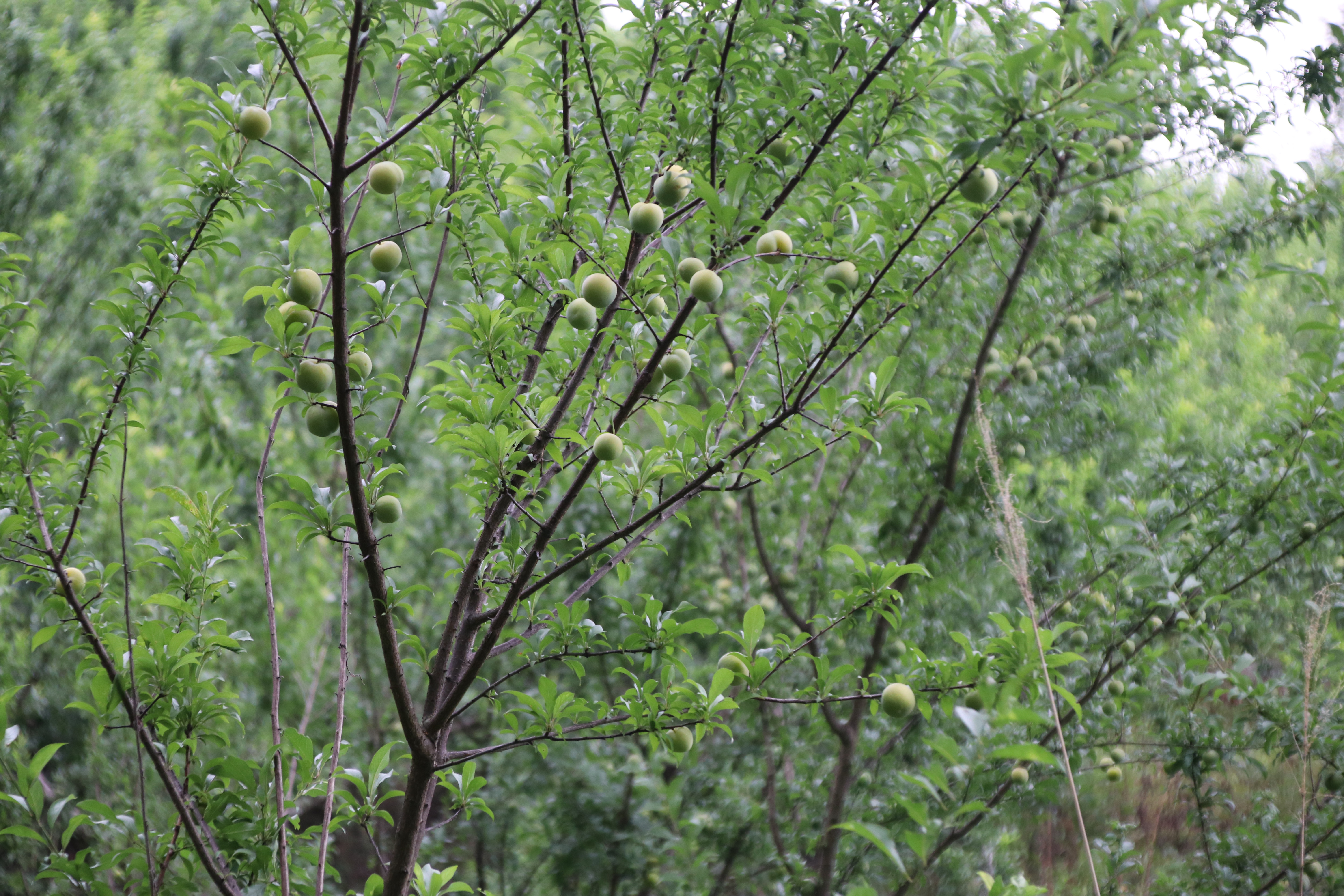 贵州盛产李子的地方,去贵州旅游吃到的李子