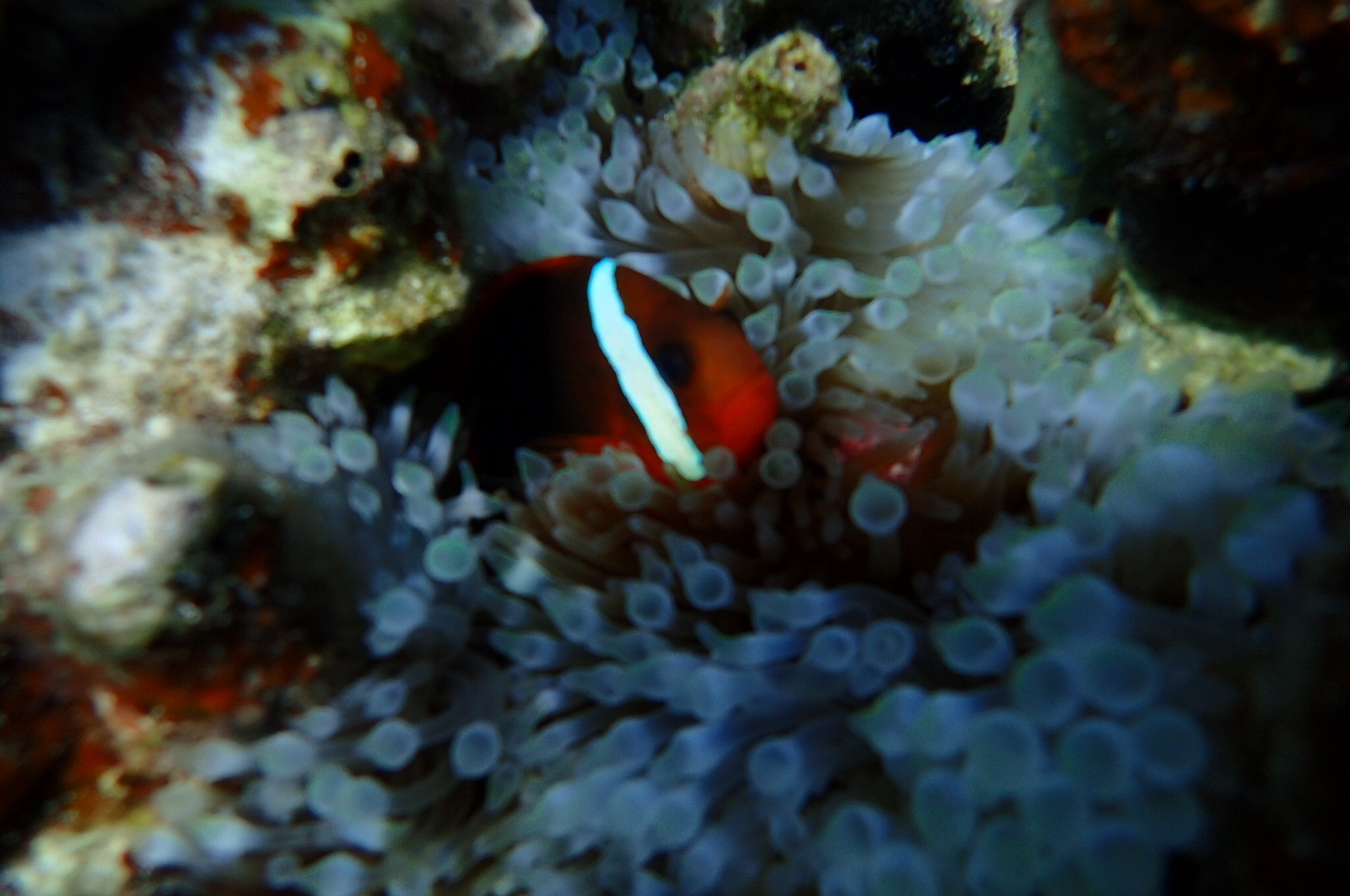 海岛国家｜帕劳最经典的浮潜点也是最值得一去的地方！
