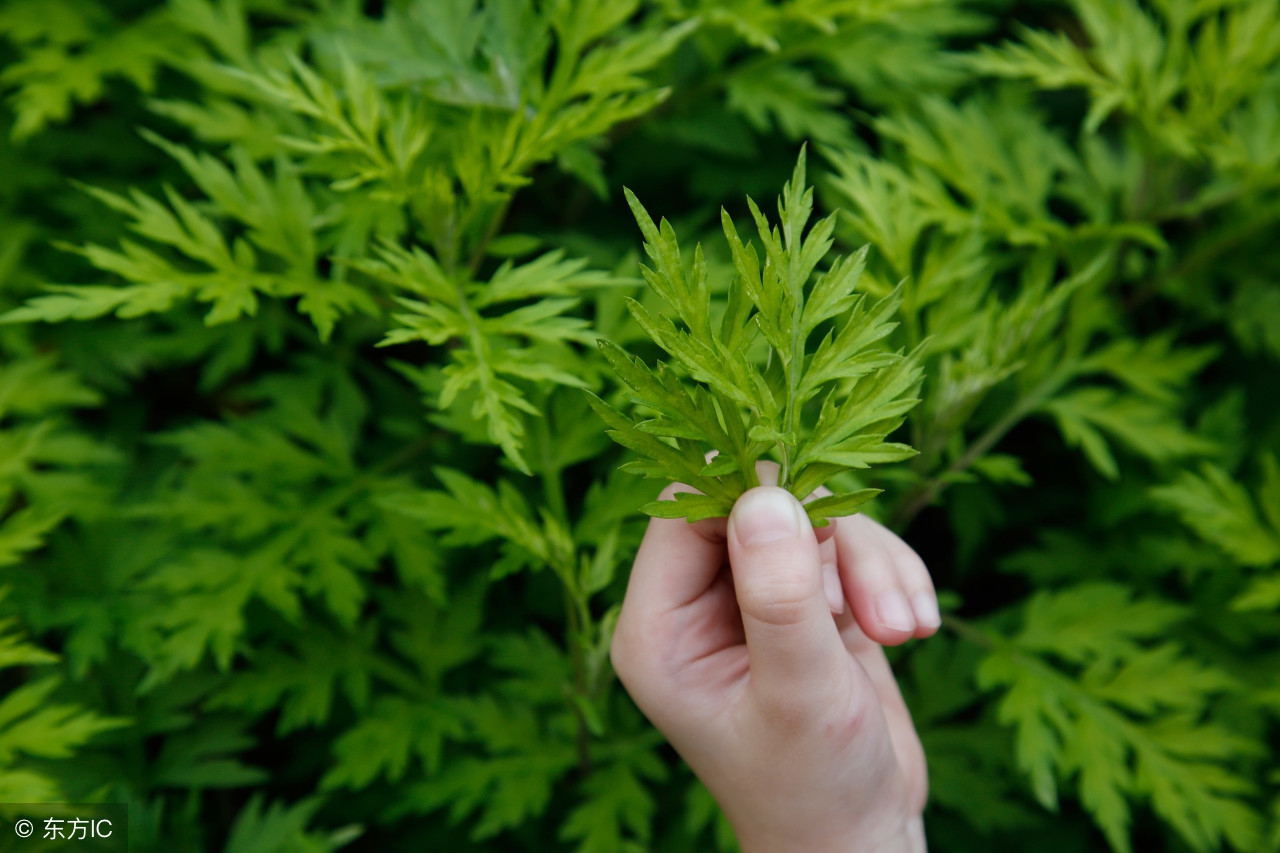 艾草姜水洗澡的功效与作用禁忌,艾草红糖生姜煮水喝有什么功效