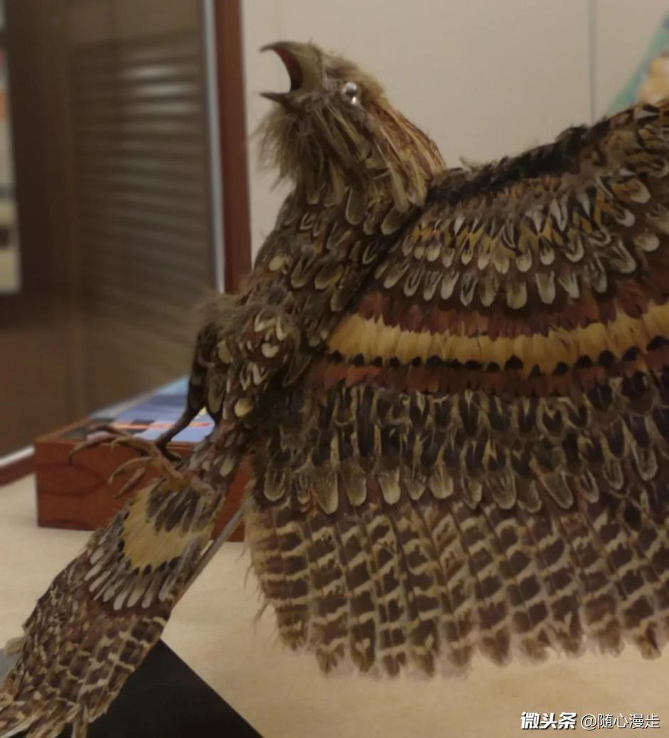 不只国博和故宫，*今条头日**上的最美博物馆，让人大呼神奇！