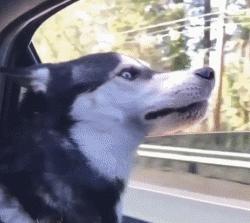 哈士奇中的高颜值存在，这清秀甜美的相貌真的是二哈界的一股清流