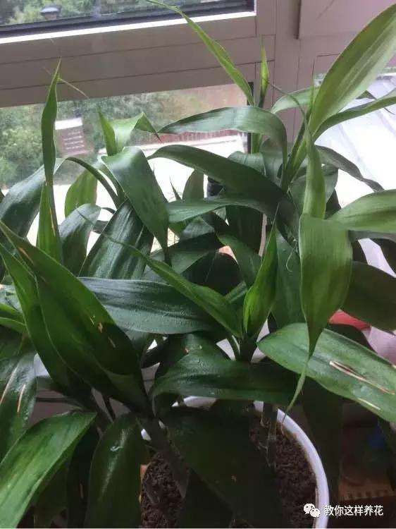 富贵竹叶子发黄喷营养液,富贵竹一浇水叶子就蔫