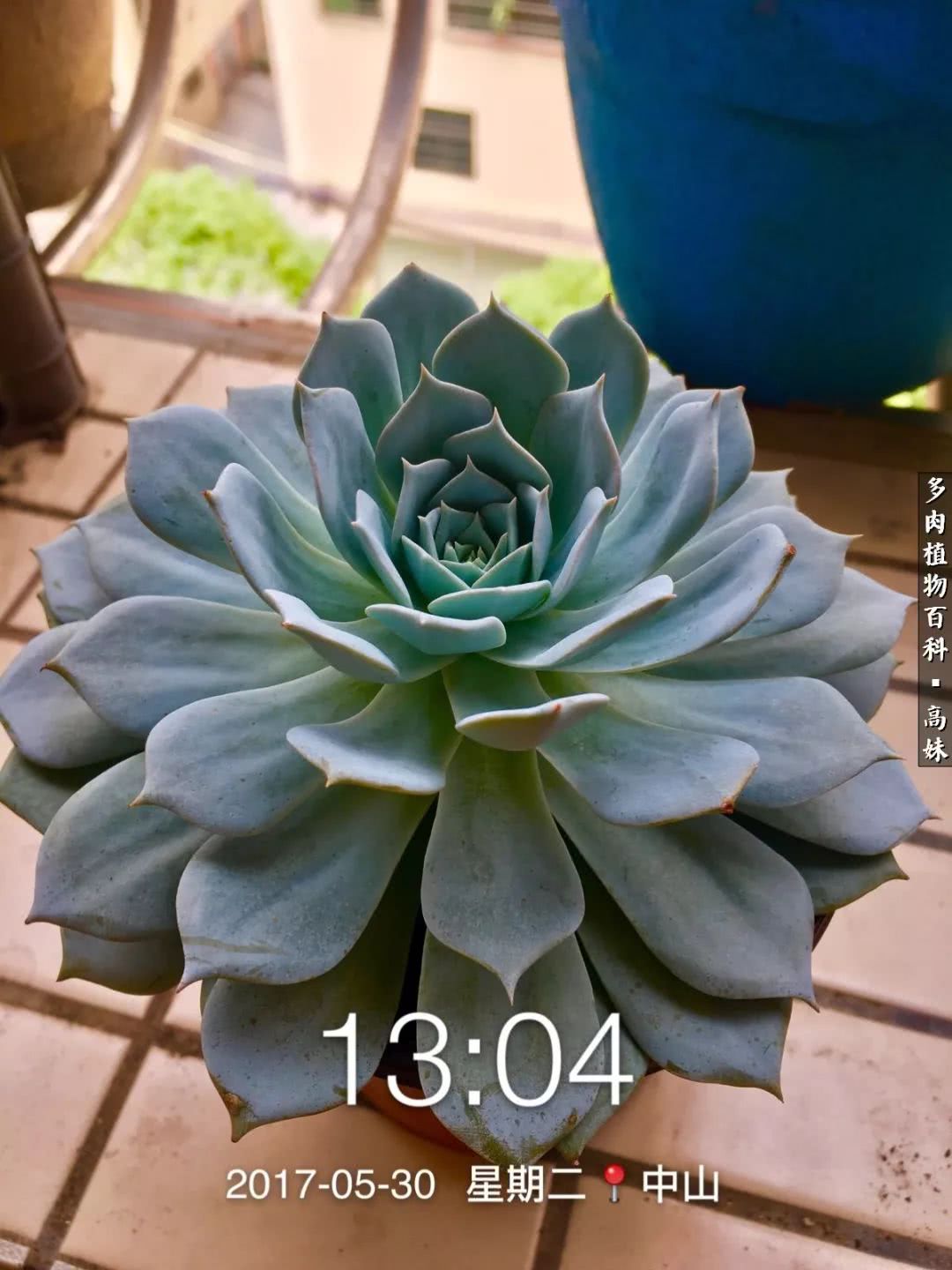 90张多肉图片——纪念入坑两周年！