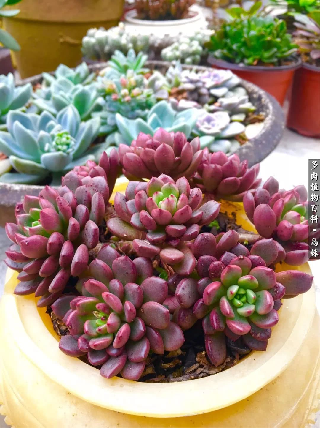 90张多肉图片——纪念入坑两周年！