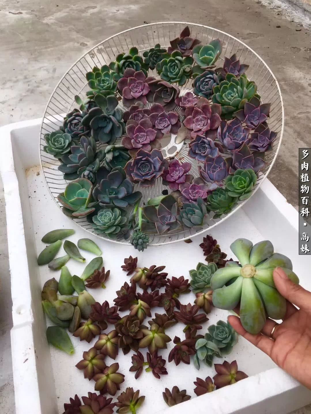 90张多肉图片——纪念入坑两周年！