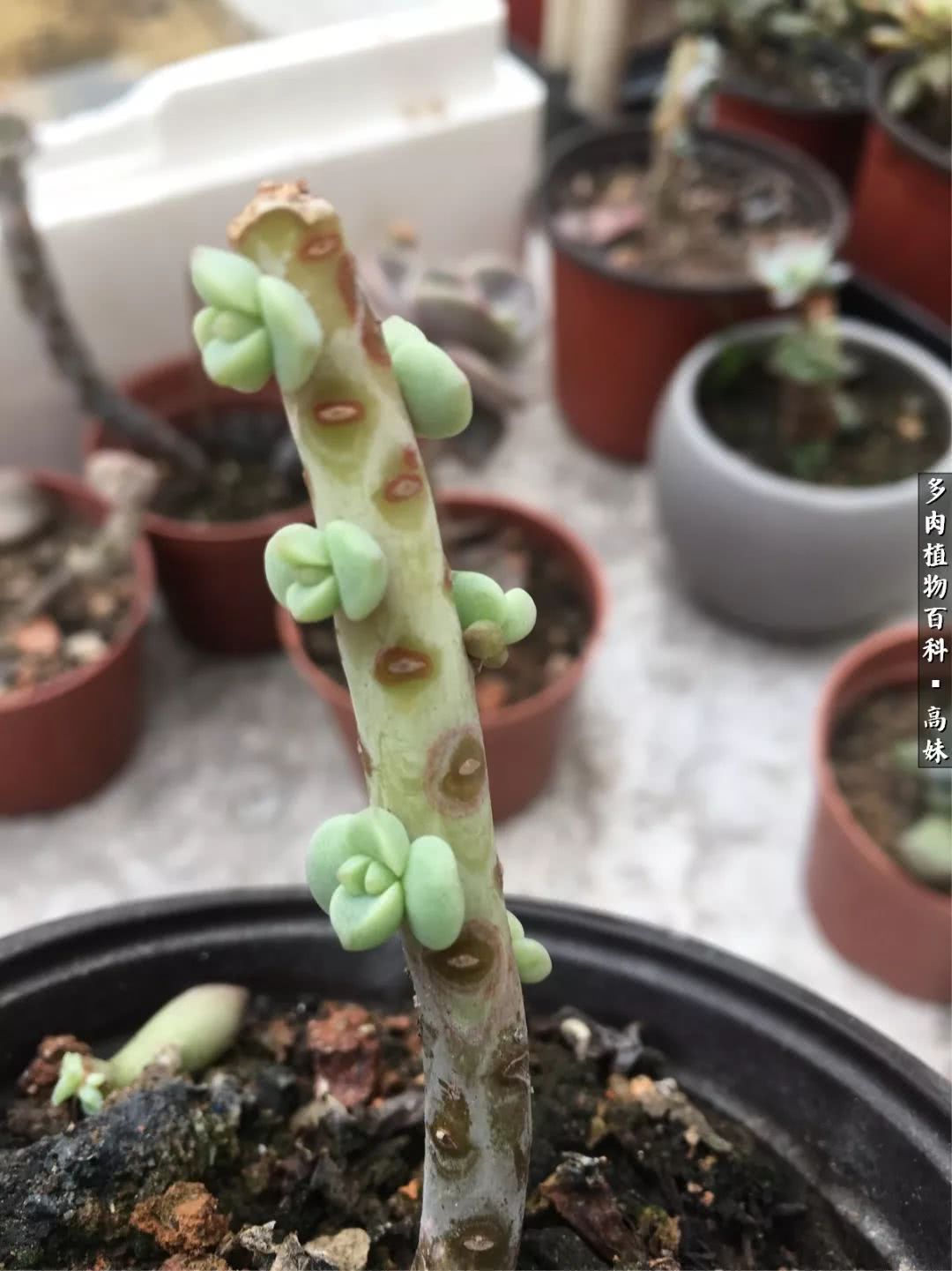 90张多肉图片——纪念入坑两周年！