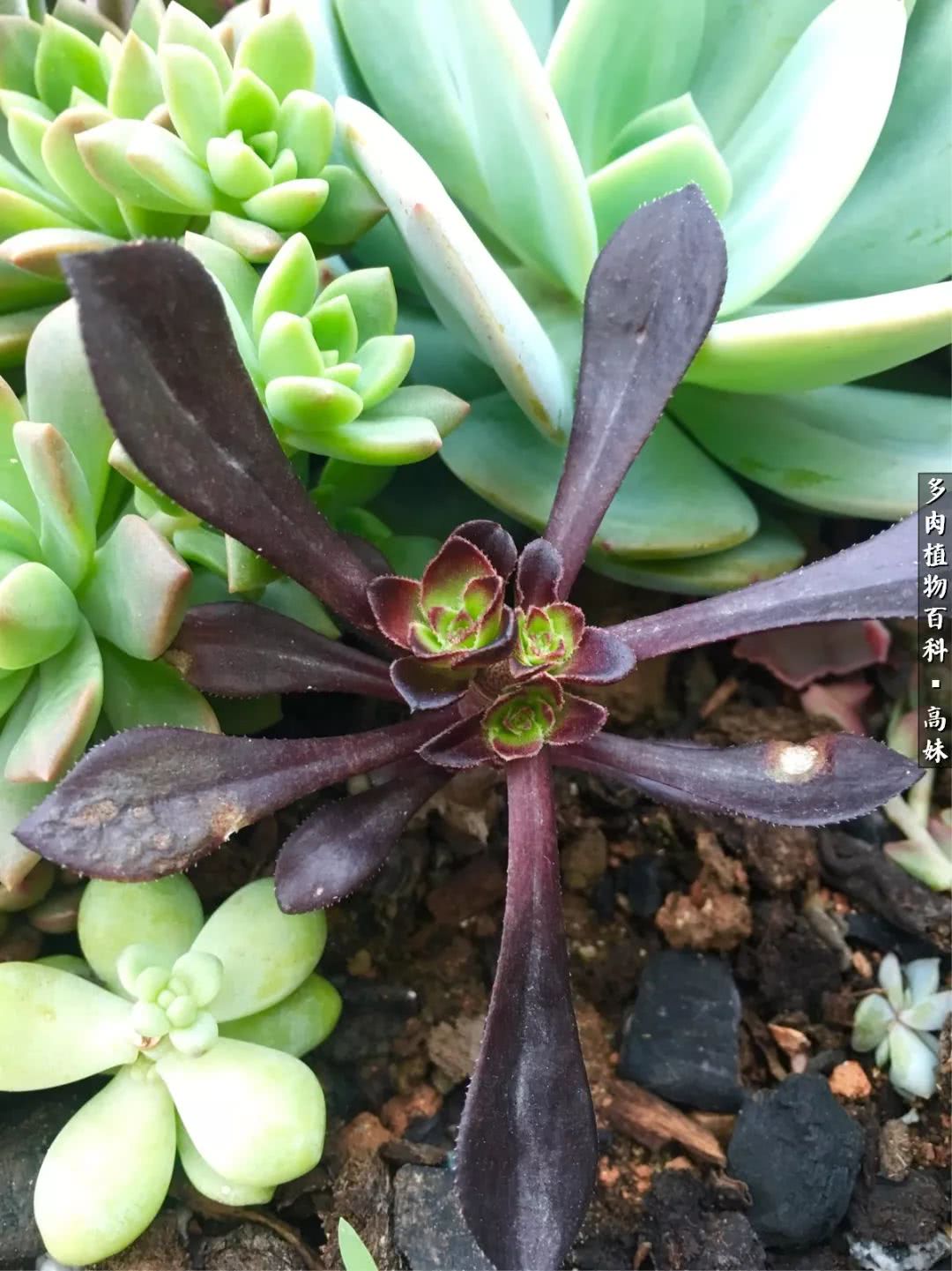 90张多肉图片——纪念入坑两周年！