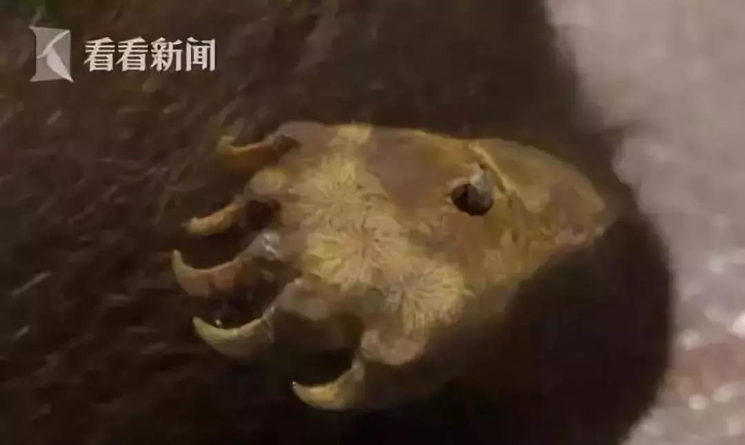 代购十大骗局揭秘图,真正的代购骗局