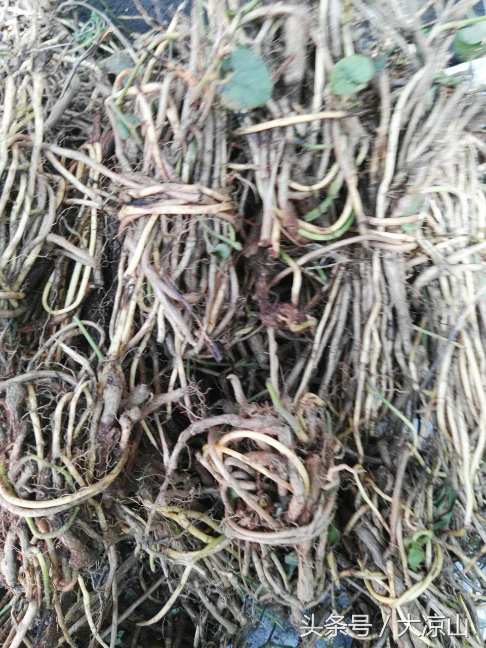 6月18日德昌端午节火爆场面将至，众多中草药先让你辨认，药膳宴等你品尝